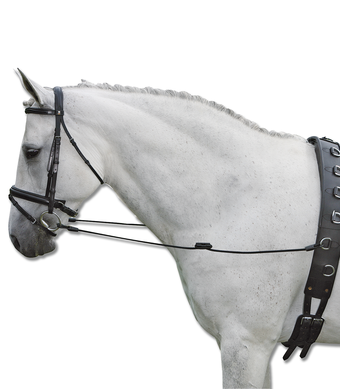 Waldha Renes Fixes Elastique Noir