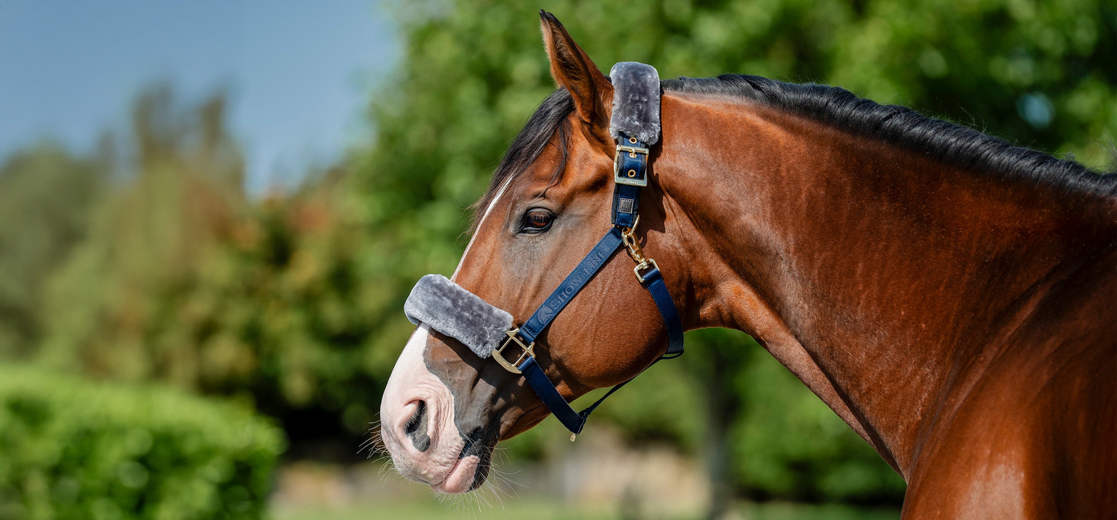 Bucas Licol Show-Line Cob Navy/Grey