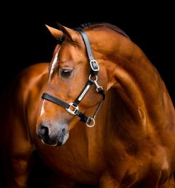Horseware Licol De Concours Signature En Cuir