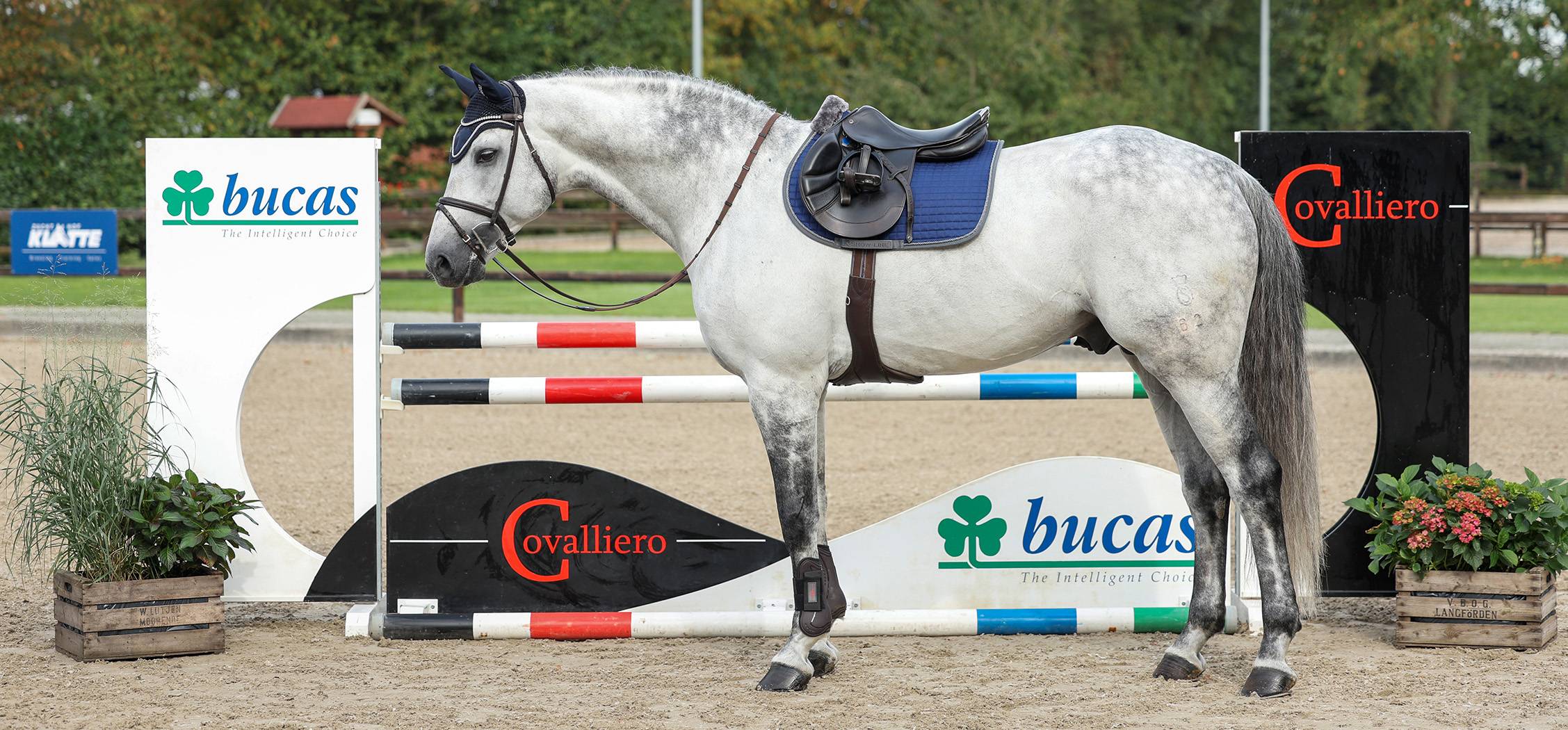 Bucas Show-Line Saddle Pad, Jump/Ap, Navy/Grey